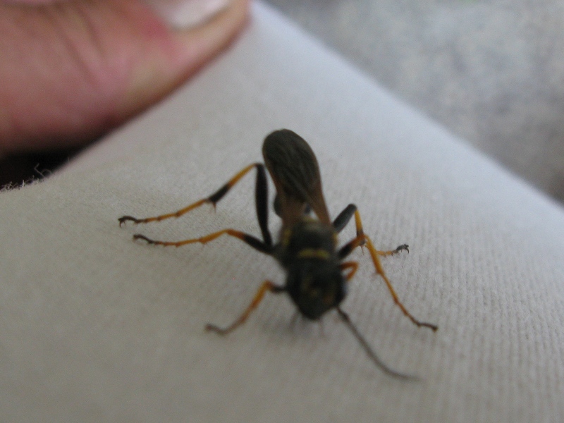 Sceliphron caementarium